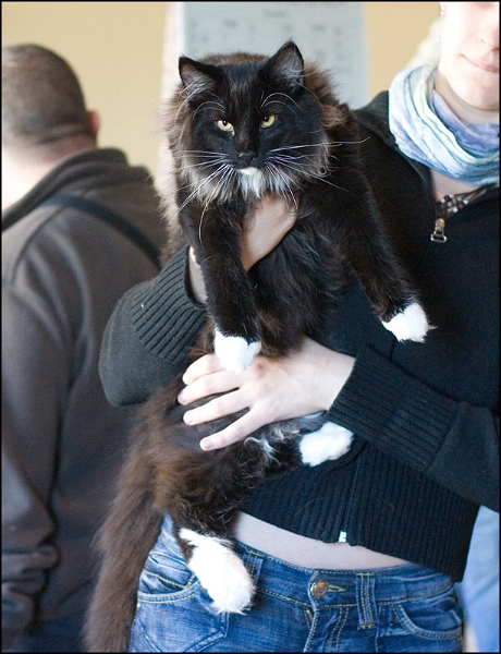 Cetsuko de Maneki Neko 1.jpg - Cetsuko de Maneki Neko